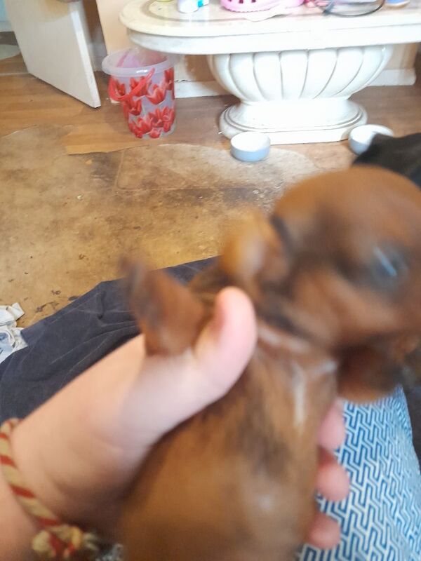 Dachshund puppies for sale in Kettering, Northamptonshire – 11 weeks old - Image 5 of 5