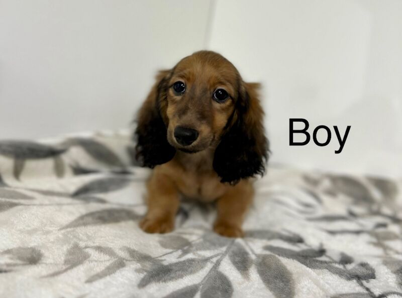 Dachshund puppies for sale in Wisbech, Cambridgeshire – KC registered, 3 months old - Image 3 of 5
