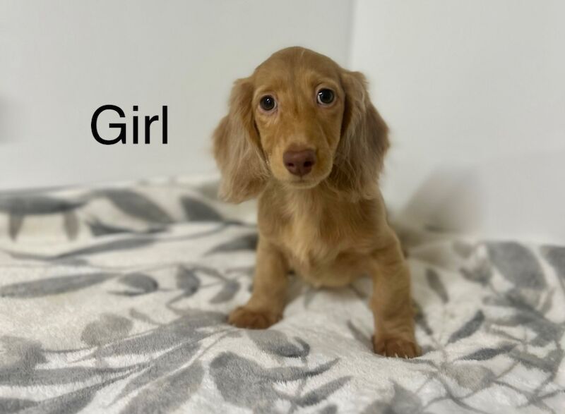 Dachshund puppies for sale in Wisbech, Cambridgeshire – KC registered, 3 months old - Image 5 of 5
