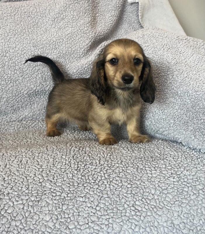 Dachshund puppies for sale in Sunderland, Tyne and Wear – KC registered, 8 weeks old