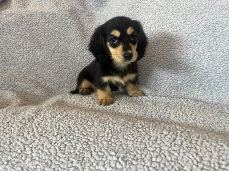 Dachshund puppies for sale in Sunderland, Tyne and Wear – KC registered, 8 weeks old - Image 2 of 4
