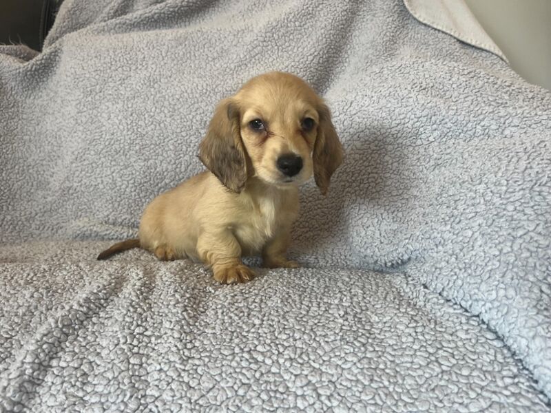 Dachshund puppies for sale in Sunderland, Tyne and Wear – KC registered, 8 weeks old - Image 3 of 4