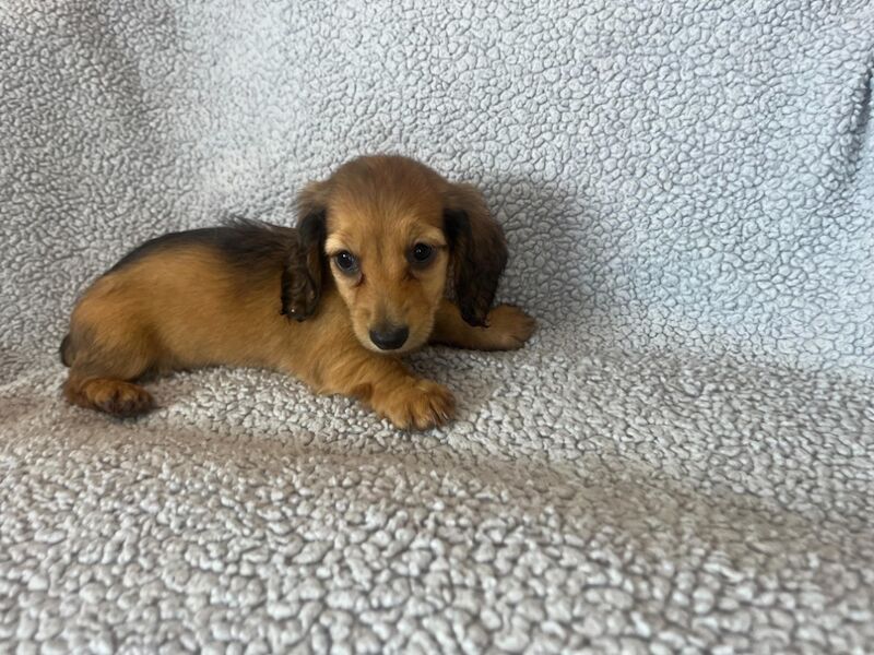 Dachshund puppies for sale in Sunderland, Tyne and Wear – KC registered, 8 weeks old - Image 4 of 4