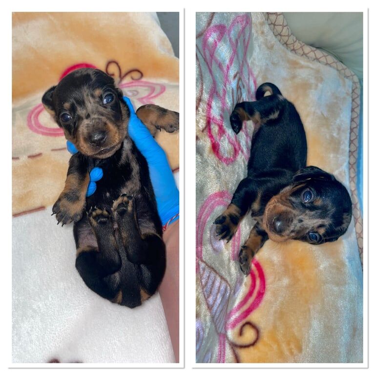 4 miniature dachshunds for sale in Bradville, Buckinghamshire
