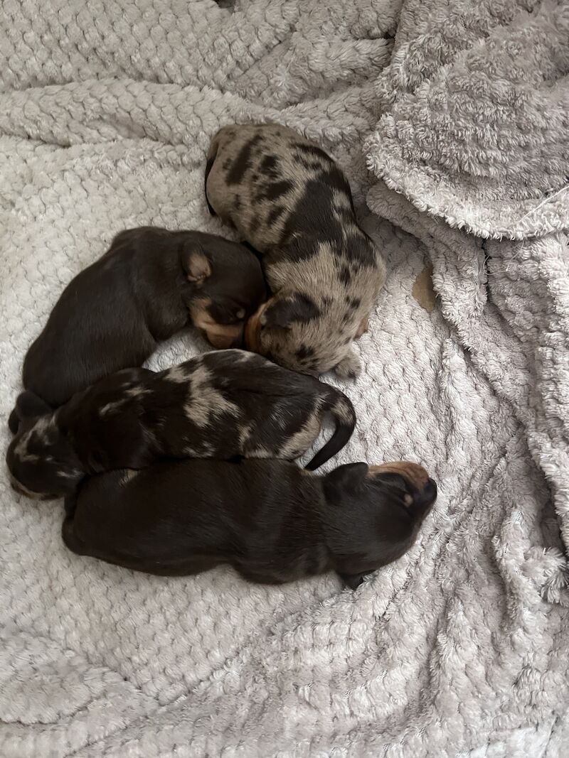 4 stunning miniature dachshunds for sale in South Hayling, Hampshire