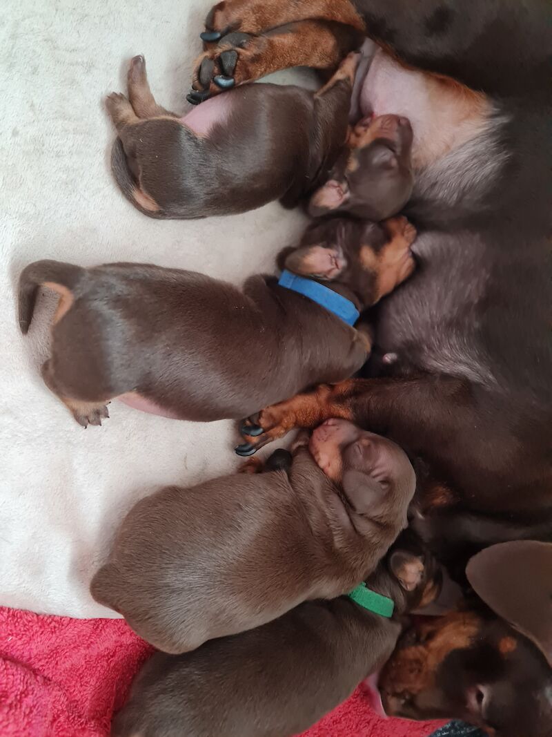 4 x chocolate and tan miniature daschund puppies for sale in Mold/Yr Wyddgrug, Flintshire
