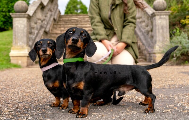 Dachshund stud dog for stud in Royal Tunbridge Wells, Kent – KC registered, 3 years old