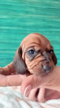 5 beautiful dachshund puppies for sale in Prestatyn, Denbighshire