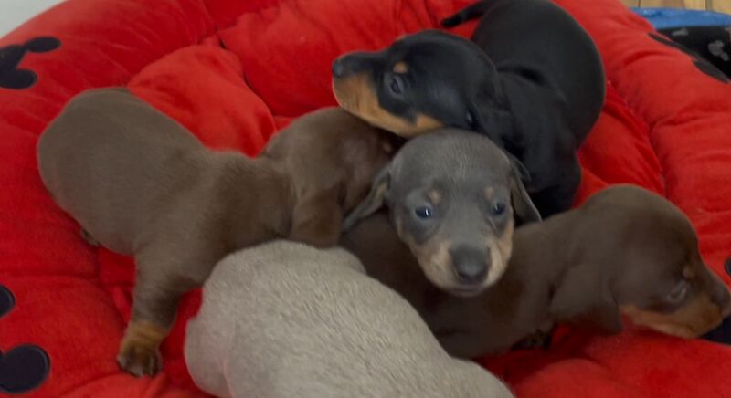 Dachshund puppies for sale in Newport / Casnewydd, Gwent – 5 weeks old