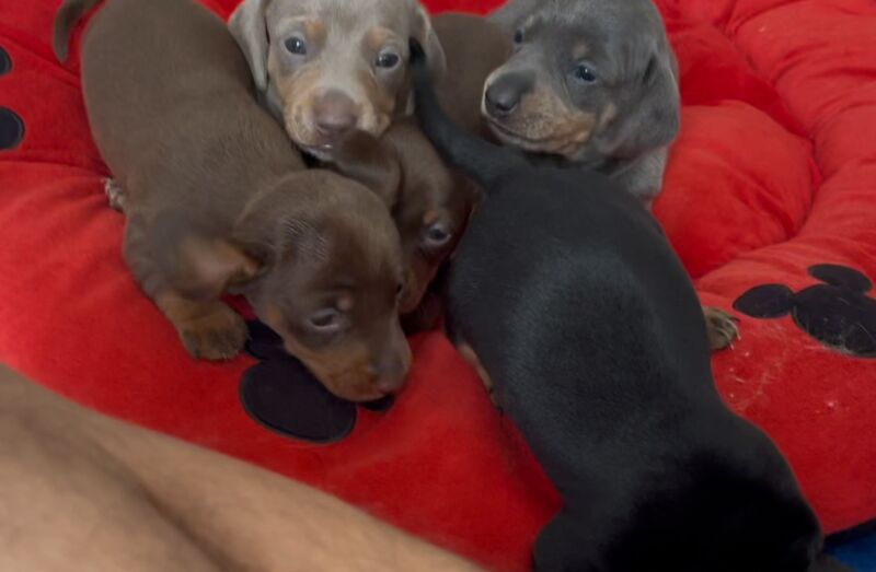 Dachshund puppies for sale in Newport / Casnewydd, Gwent – 5 weeks old - Image 2 of 10
