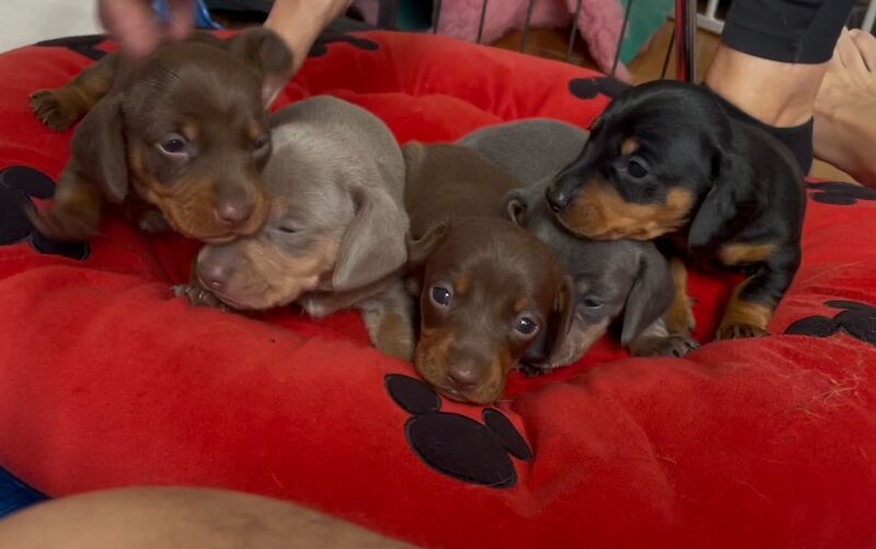 Dachshund puppies for sale in Newport / Casnewydd, Gwent – 5 weeks old - Image 3 of 10