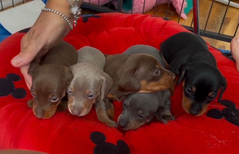 Dachshund puppies for sale in Newport / Casnewydd, Gwent – 5 weeks old - Image 4 of 10
