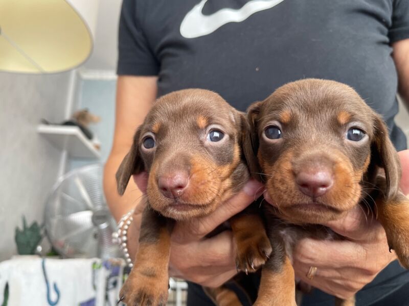 Dachshund puppies for sale in Newport / Casnewydd, Gwent – 5 weeks old - Image 6 of 10