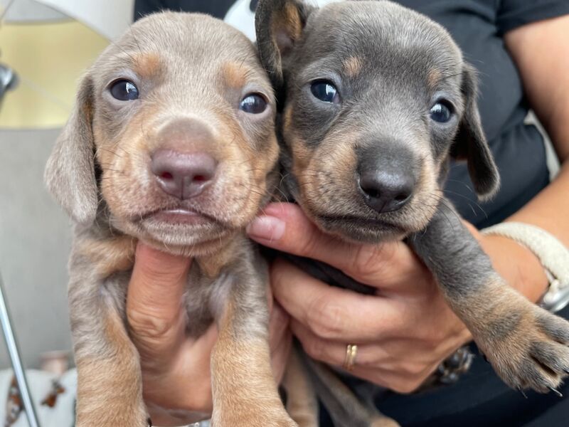 Dachshund puppies for sale in Newport / Casnewydd, Gwent – 5 weeks old - Image 7 of 10