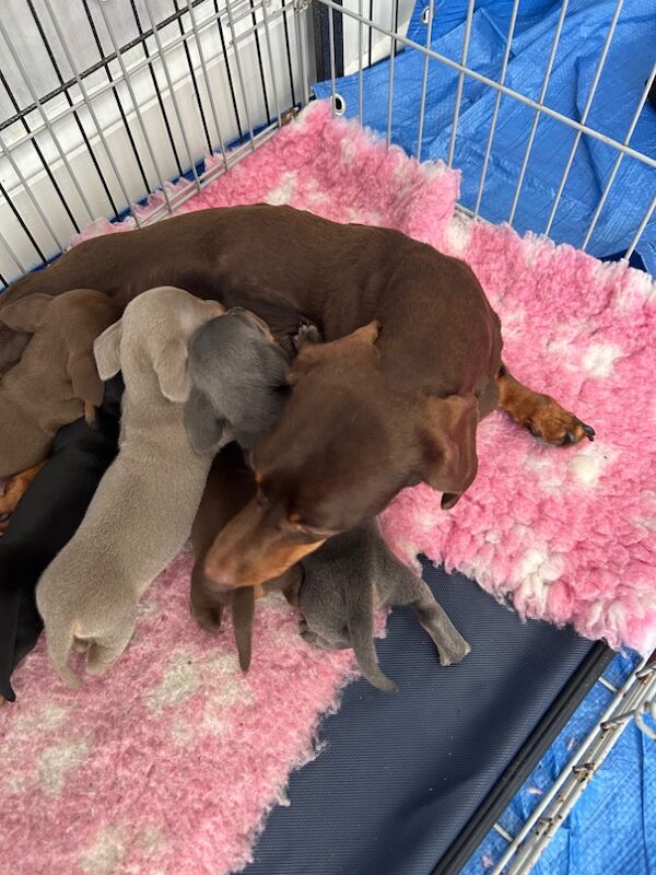 Dachshund puppies for sale in Newport / Casnewydd, Gwent – 5 weeks old - Image 8 of 10