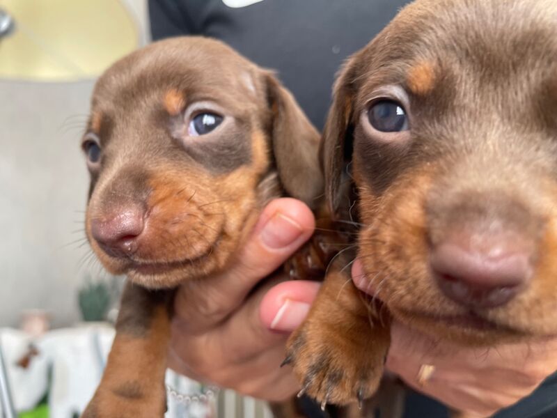 Dachshund puppies for sale in Newport / Casnewydd, Gwent – 5 weeks old - Image 9 of 10