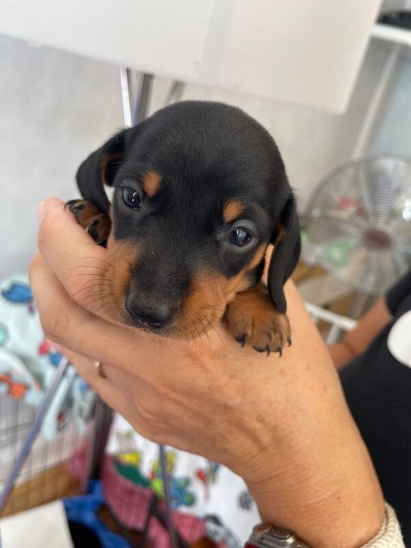 Dachshund puppies for sale in Newport / Casnewydd, Gwent – 5 weeks old - Image 10 of 10