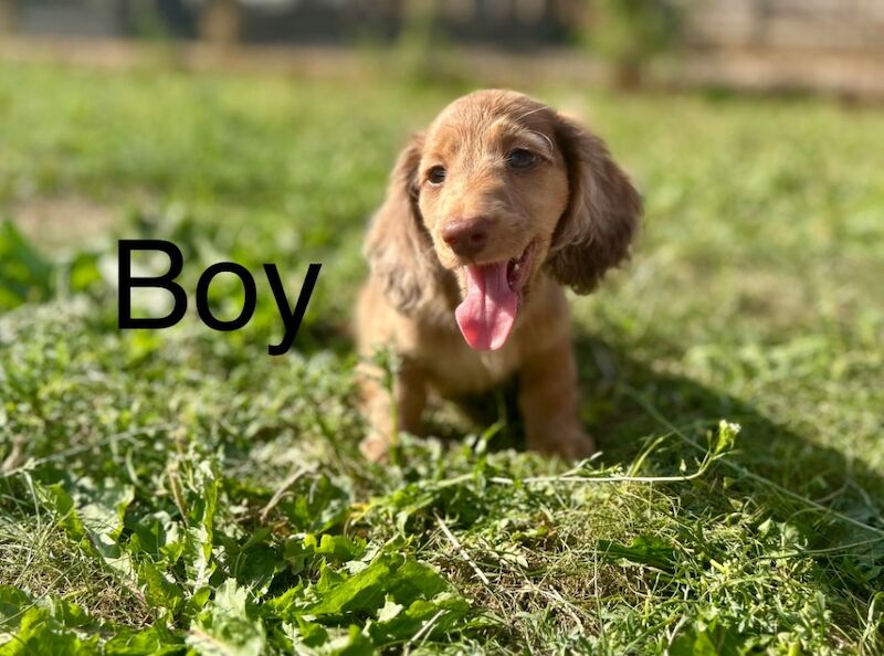 Dachshund puppies for sale in Wisbech, Cambridgeshire – KC registered, 12 weeks old