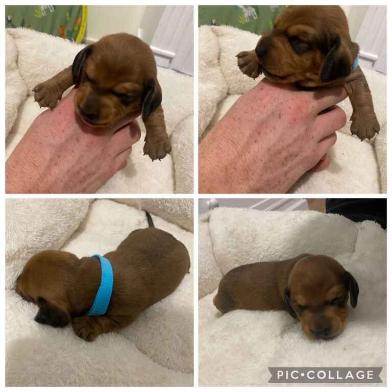 Dachshund puppies for sale in Thorne, South Yorkshire – KC registered, 6 weeks old - Image 2 of 5