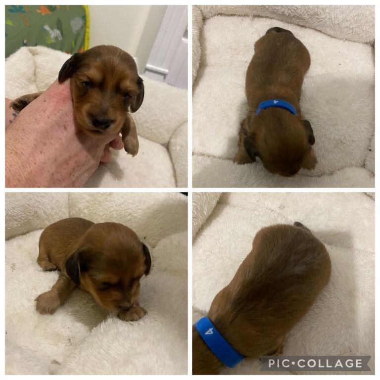 Dachshund puppies for sale in Thorne, South Yorkshire – KC registered, 6 weeks old - Image 5 of 5