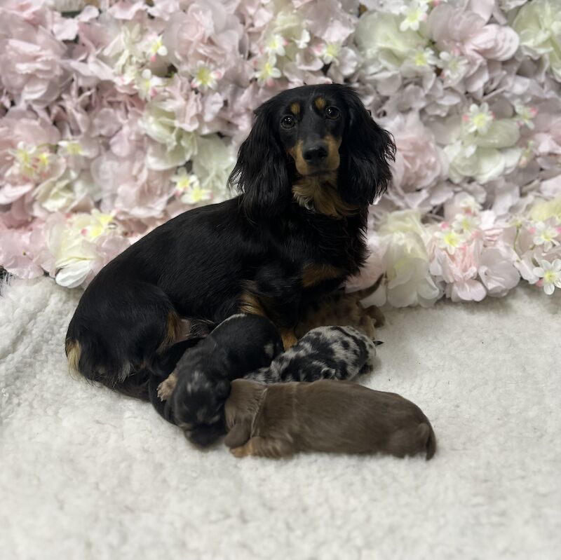 5 stunning miniature longhair dachshund for sale in Upwell, Norfolk
