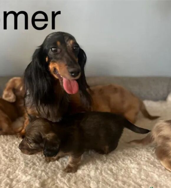 Dachshund puppies for sale in Wisbech, Cambridgeshire – KC registered, 9 weeks old