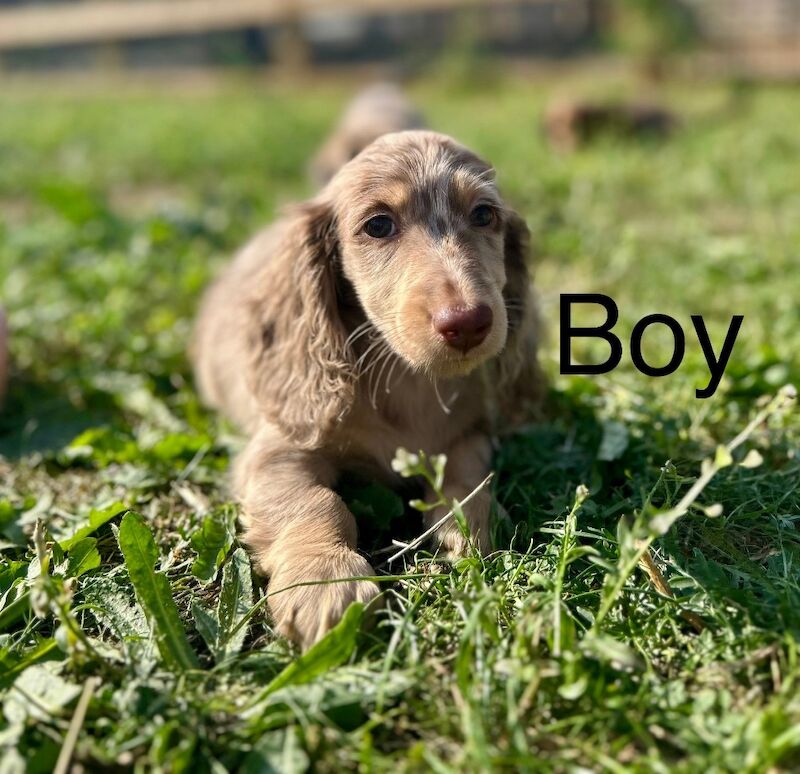Dachshund puppies for sale in Wisbech, Cambridgeshire – KC registered, 9 weeks old - Image 2 of 7