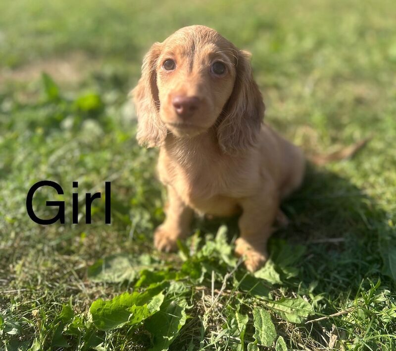 Dachshund puppies for sale in Wisbech, Cambridgeshire – KC registered, 9 weeks old - Image 3 of 7