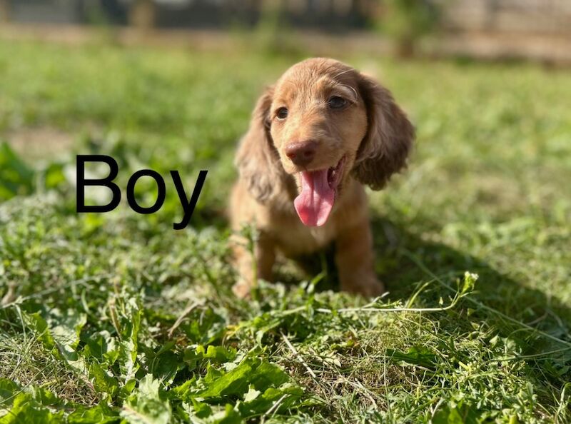 Dachshund puppies for sale in Wisbech, Cambridgeshire – KC registered, 9 weeks old - Image 4 of 7