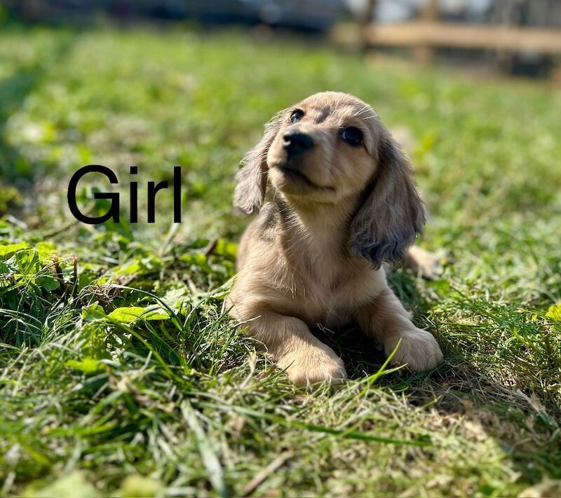 Dachshund puppies for sale in Wisbech, Cambridgeshire – KC registered, 9 weeks old - Image 5 of 7