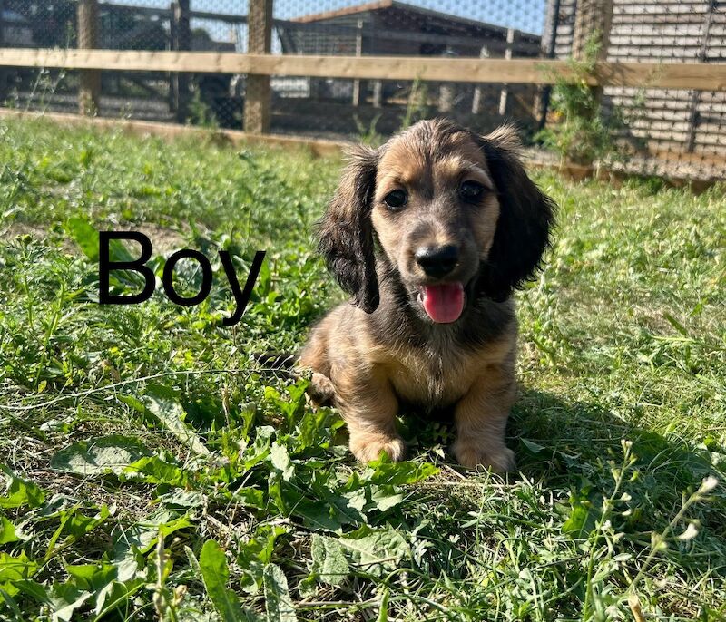 Dachshund puppies for sale in Wisbech, Cambridgeshire – KC registered, 9 weeks old - Image 6 of 7