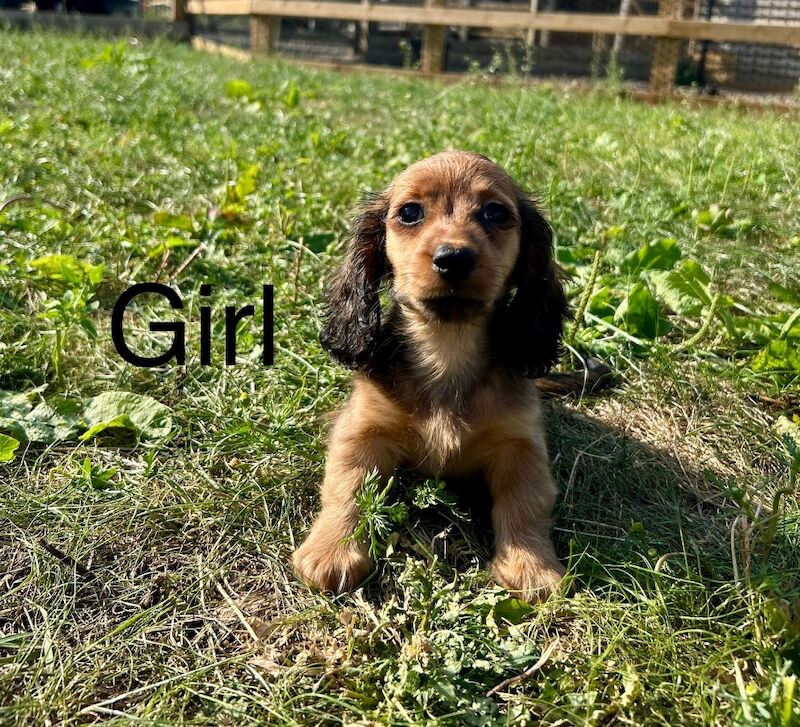 Dachshund puppies for sale in Wisbech, Cambridgeshire – KC registered, 9 weeks old - Image 7 of 7