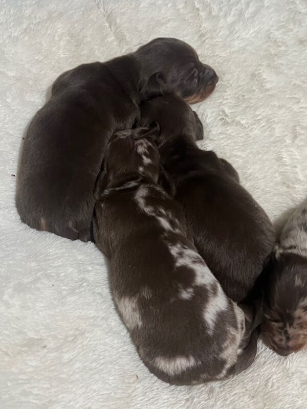 6 beautiful Mini dachshund for sale in Bradford, West Yorkshire - Image 4