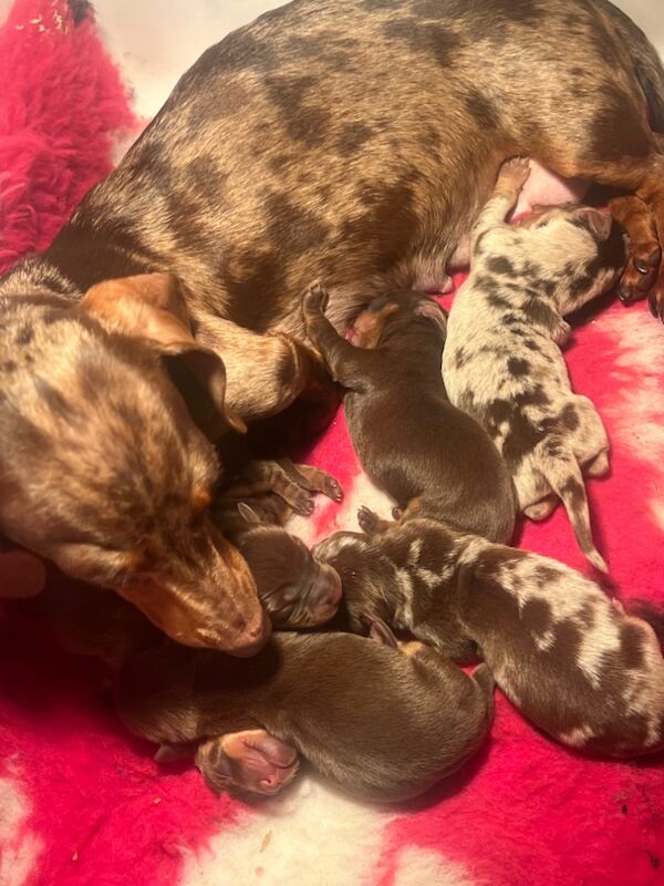 6 beautiful Mini dachshund for sale in Bradford, West Yorkshire - Image 5