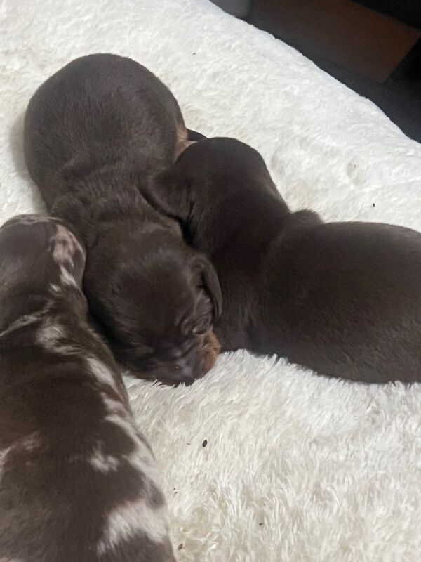 6 beautiful Mini dachshund for sale in Bradford, West Yorkshire - Image 7
