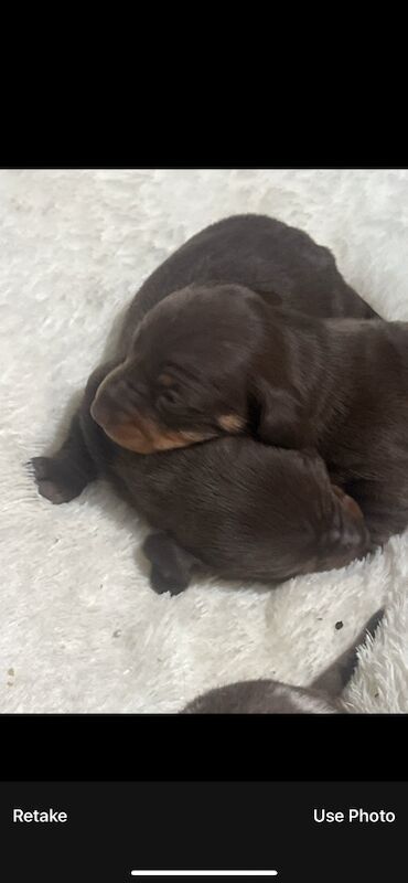6 beautiful Mini dachshund for sale in Bradford, West Yorkshire - Image 9
