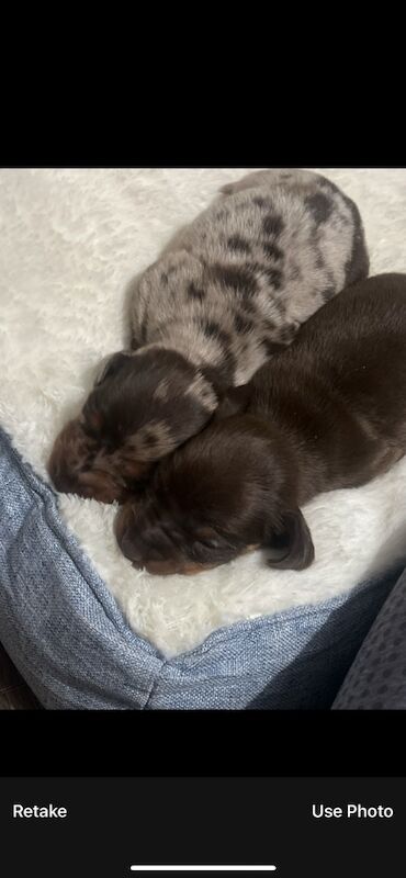 6 beautiful Mini dachshund for sale in Bradford, West Yorkshire - Image 10
