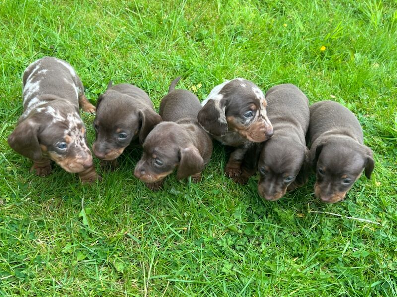 6 beautiful Mini dachshund for sale in Bradford, West Yorkshire