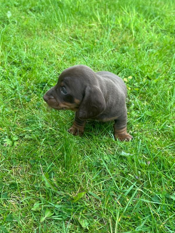 6 beautiful Mini dachshund 600 for sale in Bradford, West Yorkshire - Image 2