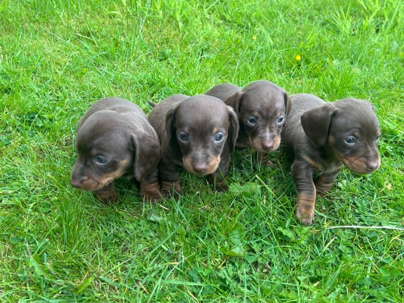 6 beautiful Mini dachshund for sale in Bradford, West Yorkshire | Image 3