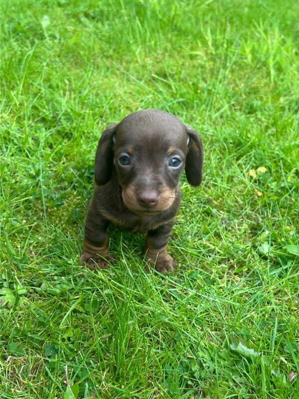 6 beautiful Mini dachshund for sale in Bradford, West Yorkshire | Image 4