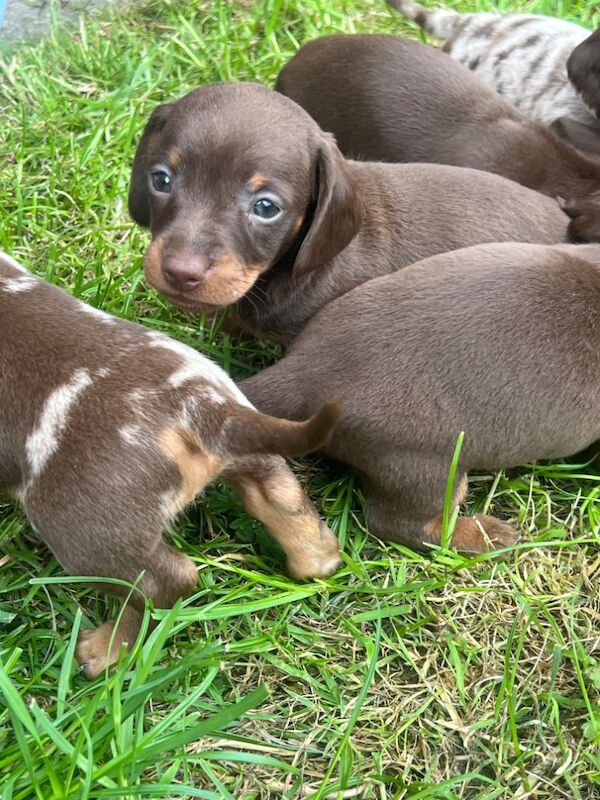 6 beautiful Mini dachshund 600 for sale in Bradford, West Yorkshire - Image 6
