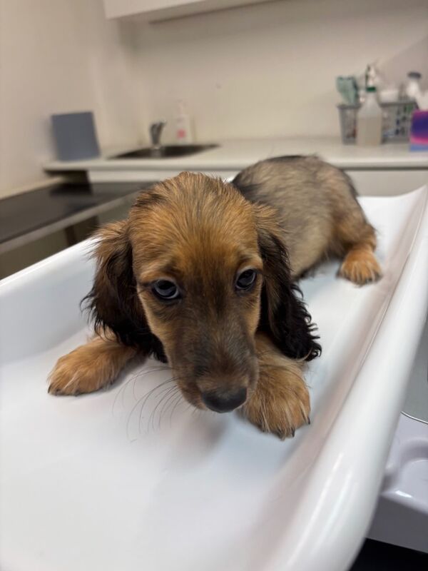 Dachshund puppies for sale in Cambridgeshire – KC registered, 11 weeks old - Image 10 of 13