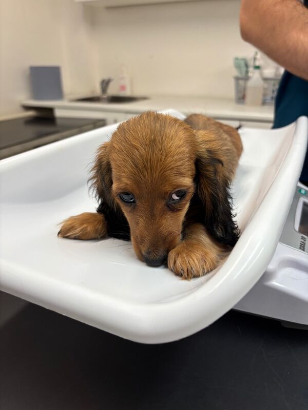 Dachshund puppies for sale in Cambridgeshire – KC registered, 11 weeks old - Image 13 of 13