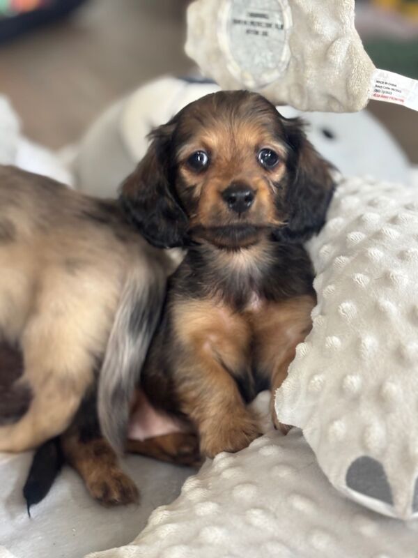 Dachshund puppies for sale in Wisbech, Cambridgeshire – KC registered, 8 weeks old - Image 2 of 12
