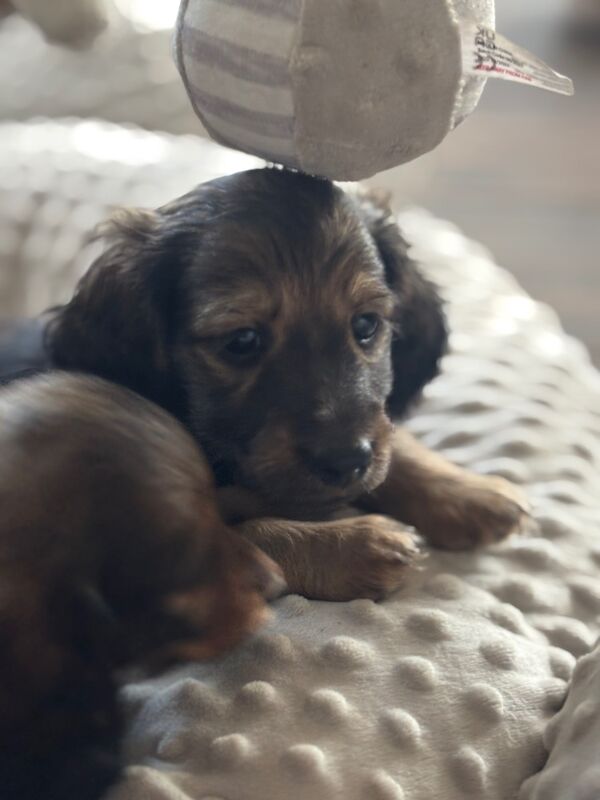 Dachshund puppies for sale in Wisbech, Cambridgeshire – KC registered, 8 weeks old - Image 7 of 12