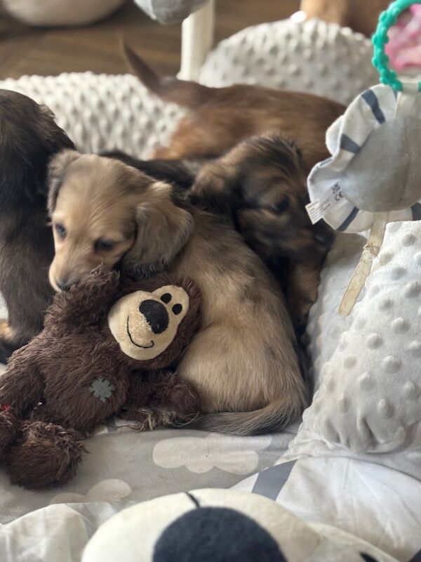Dachshund puppies for sale in Wisbech, Cambridgeshire – KC registered, 8 weeks old - Image 8 of 12