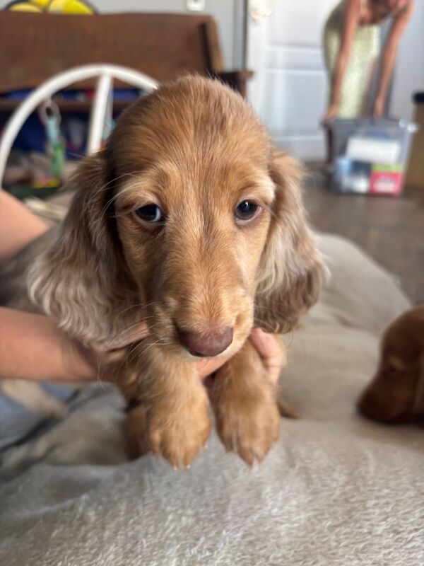 Dachshund puppies for sale in Wisbech, Cambridgeshire – KC registered, 8 weeks old - Image 9 of 12