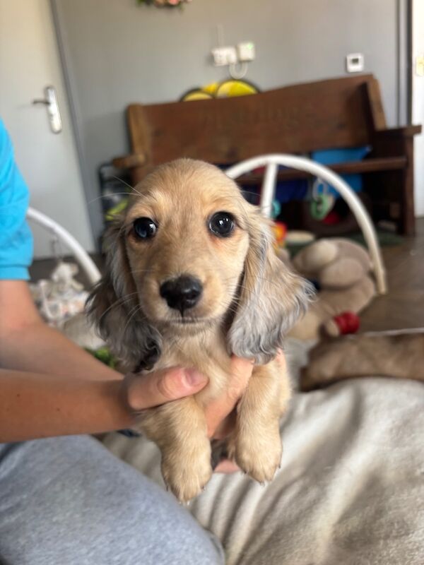Dachshund puppies for sale in Wisbech, Cambridgeshire – KC registered, 8 weeks old - Image 10 of 12