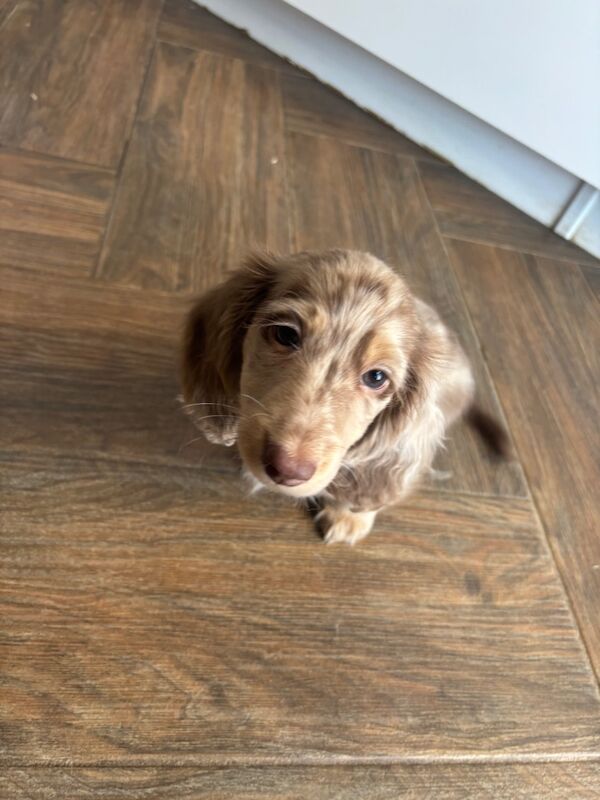 Dachshund puppies for sale in Wisbech, Cambridgeshire – KC registered, 8 weeks old - Image 11 of 12